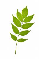 Frêne - feuille (Fraxinus excelsior) 